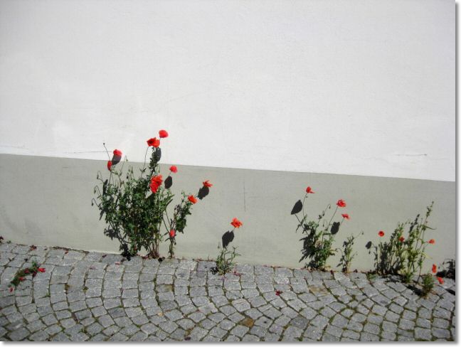 Via Spluga 2010 (31).jpg